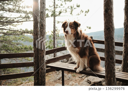Australian shepherd sitting on a wooden bench at a forest lookout in Tara National Park, Serbia. Peaceful pet scene with trees and distant mountains 136299976