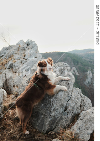Australian shepherd climbing rocky terrain near a mountain viewpoint in Tara National Park, Serbia. Active dog in wild nature with cliffs and forest background 136299980