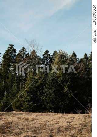 Forest meadow bordered by evergreen trees in Tara National Park Serbia. Open grassy space meeting woodland in calm mountain environment Forest meadow bordered by evergreen trees in Tara National Park Serbia. Open grassy space meeting woodland in calm mountain environment 136300024