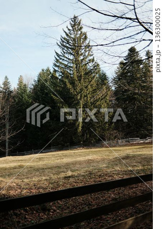 Tall spruce tree near forest clearing in Tara National Park Serbia. Open mountain landscape expressing scale and stability of natural woodland 136300025