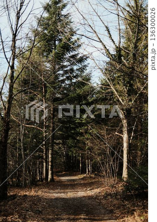 Forest path surrounded by tall trees in Tara National Park Serbia. Quiet woodland trail creating sense of exploration and calm outdoor travel 136300026