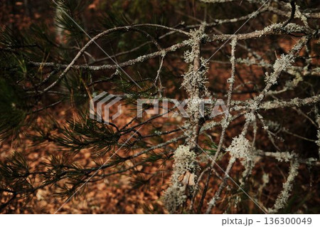 Pine branches with lichen in Tara National Park Serbia. Natural forest scene showing interaction of plant life and clean mountain air 136300049