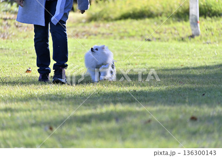 ドッグランで遊ぶ女性とポメラニアン 136300143