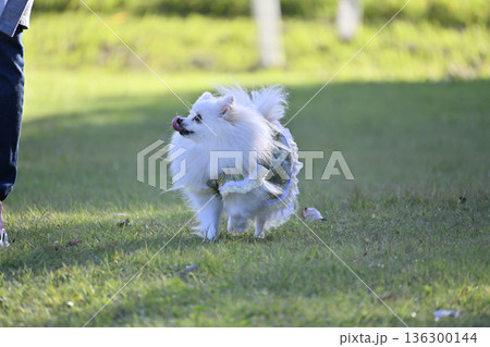 ドッグランで遊ぶ女性とポメラニアン 136300144