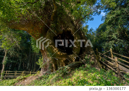 塚崎の楠の風景（肝付町） 136300177