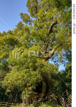 塚崎の楠の風景（肝付町） 136300185