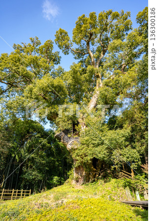 塚崎の楠の風景(肝付町) 塚崎の楠の風景(肝付町) 136300186