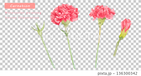 Hand-drawn vector illustration set of red carnations Hand-drawn vector illustration set of red carnations 136300342