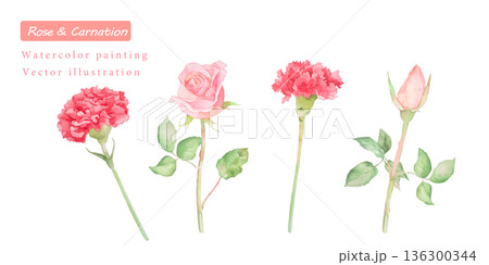 水彩で描いたカーネーションのベクターイラスト 136300344