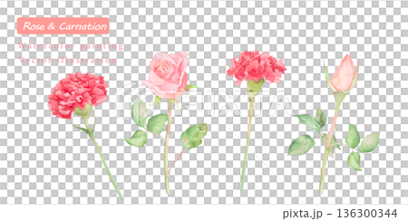 水彩で描いたカーネーションのベクターイラスト 136300344