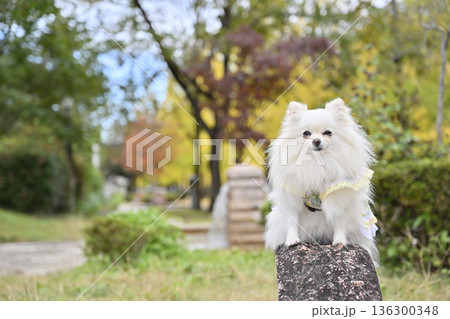 ポメラニアン　紅葉散歩　 136300348