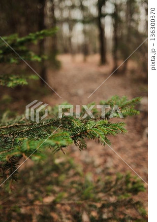 Pine branch in focus along forest path in Tara National Park Serbia. Soft blurred background creates peaceful mood of nature walk, calm travel, and outdoor exploration 136300370