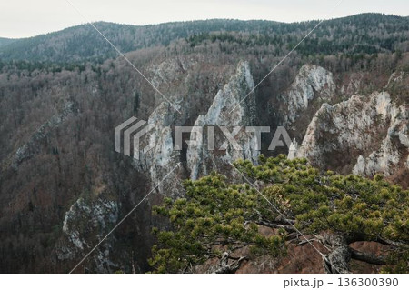 Mountain landscape in Tara National Park Serbia with pine branches framing forested rocky hills under cloudy sky. Calm wilderness scene symbolizing nature protection outdoor travel and harmony Mountain landscape in Tara National Park Serbia with pine branches framing forested rocky hills under cloudy sky. Calm wilderness scene symbolizing nature protection outdoor travel and harmony 136300390
