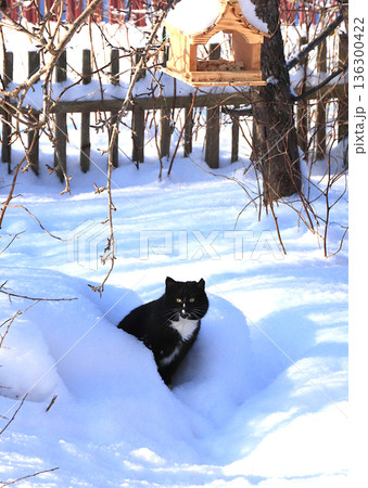 Fluffy, plump cat sits in a snowdrift under a bird feeder, trying to steal some lard. Severe winter frosts don't faze Siberian cats, who are not afraid of the cold. The concept of compassion 136300422