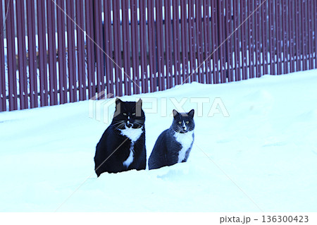 Fluffy fat cats are sitting in a snowdrift by the fence. Severe winter frosts do not frighten Siberian cats, who are not afraid of the cold. The concept of compassion and helping stray animals Fluffy fat cats are sitting in a snowdrift by the fence. Severe winter frosts do not frighten Siberian cats, who are not afraid of the cold. The concept of compassion and helping stray animals 136300423