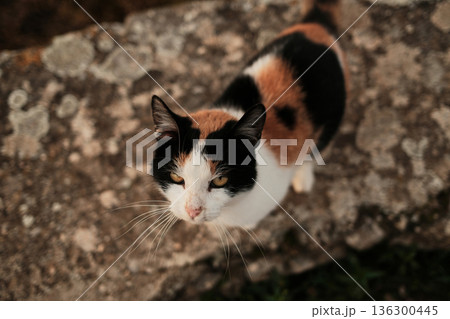 Tricolor cat standing on rough stone ground and looking directly upward. Natural light and shallow depth of field emphasize fur texture and animal character Tricolor cat standing on rough stone ground and looking directly upward. Natural light and shallow depth of field emphasize fur texture and animal character 136300445