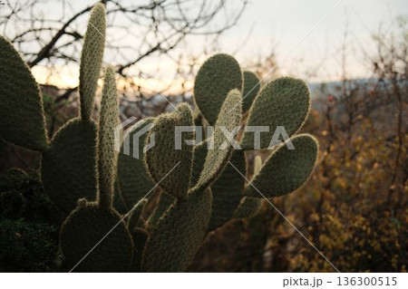 Prickly pear cactus with textured green pads growing outdoors in soft evening light. Natural shapes and warm tones create a calm desert inspired atmosphere Prickly pear cactus with textured green pads growing outdoors in soft evening light. Natural shapes and warm tones create a calm desert inspired atmosphere 136300515