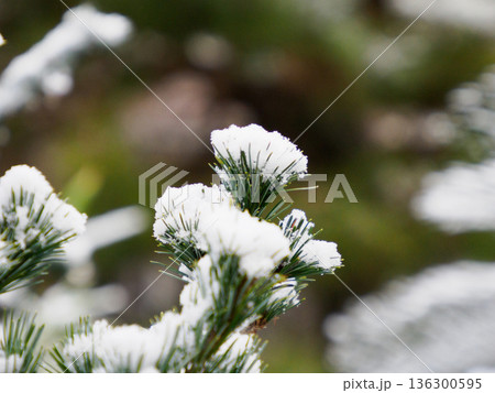 松の葉に宿る雪の静けさ Quiet Snow Resting on Pine Needles 松の葉に宿る雪の静けさ Quiet Snow Resting on Pine Needles 136300595
