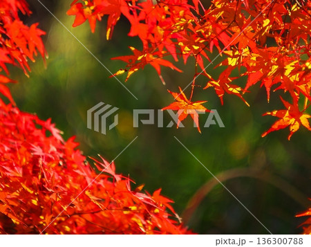 秋の名古屋市大高緑地公園　紅葉のもみじ 136300788