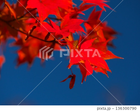 秋の名古屋市大高緑地公園　紅葉のもみじ 136300790