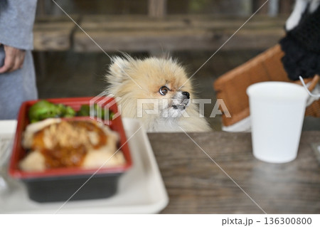 カフェのテラス席でランチタイム　ポメラニアン 136300800