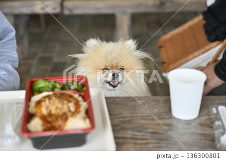 カフェのテラス席でランチタイム　ポメラニアン 136300801