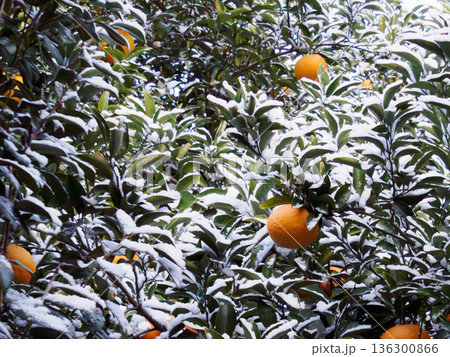 温暖な土地で出会う雪とみかん Rare Snowfall on Mandarin Oranges 136300866