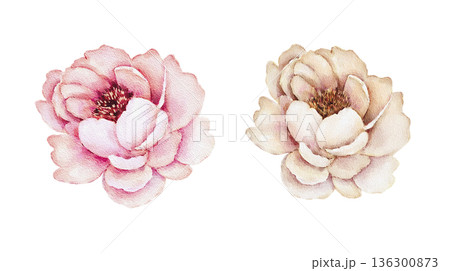 Watercolor set of two peony flowers in pink and beige tones, soft layered petals and simple shapes. Illustration for wedding invitations, postcards, packaging labels, stickers or stationery. Watercolor set of two peony flowers in pink and beige tones, soft layered petals and simple shapes. Illustration for wedding invitations, postcards, packaging labels, stickers or stationery. 136300873