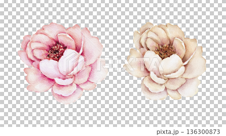 Watercolor set of two peony flowers in pink and beige tones, soft layered petals and simple shapes. Illustration for wedding invitations, postcards, packaging labels, stickers or stationery. Watercolor set of two peony flowers in pink and beige tones, soft layered petals and simple shapes. Illustration for wedding invitations, postcards, packaging labels, stickers or stationery. 136300873
