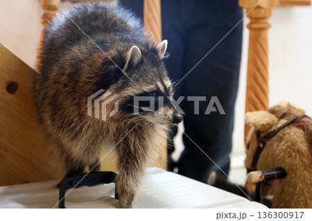 Raccoon Indoors Curious Animal Portrait 136300917