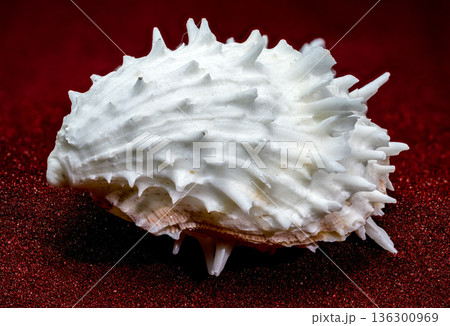 White Thorny Oyster Shell With Sharp Spines On Red Sand 136300969