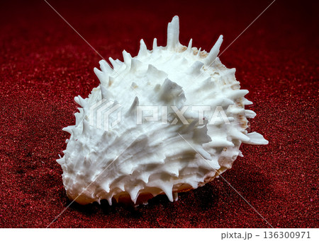 White Thorny Oyster Shell With Sharp Spines On Red Sand 136300971