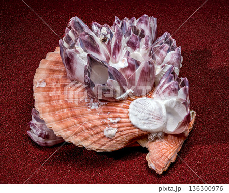 Barnacle Cluster on Orange Scallop Shell 136300976