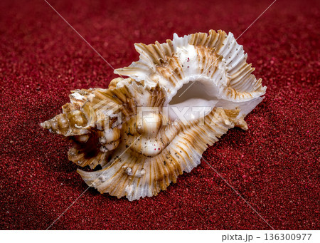 A Detailed Thorn Purpura Murex Seashell Resting On Red Sand A Detailed Thorn Purpura Murex Seashell Resting On Red Sand 136300977