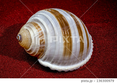 Banded Tun Shell Specimen On Sparkling Red Sand Banded Tun Shell Specimen On Sparkling Red Sand 136300979