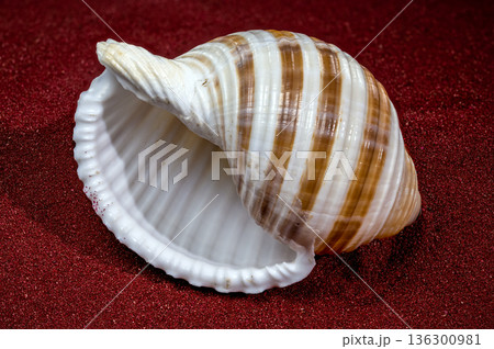 Banded Tun Shell Specimen On Sparkling Red Sand Banded Tun Shell Specimen On Sparkling Red Sand 136300981