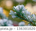 松の葉に宿る雪の静けさ Quiet Snow Resting on Pine Needles 136301020