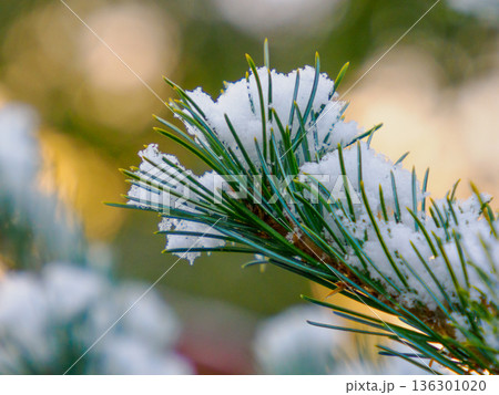 松の葉に宿る雪の静けさ Quiet Snow Resting on Pine Needles 136301020