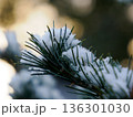 松の葉に宿る雪の静けさ Quiet Snow Resting on Pine Needles 136301030