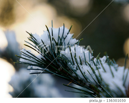 松の葉に宿る雪の静けさ Quiet Snow Resting on Pine Needles 136301030