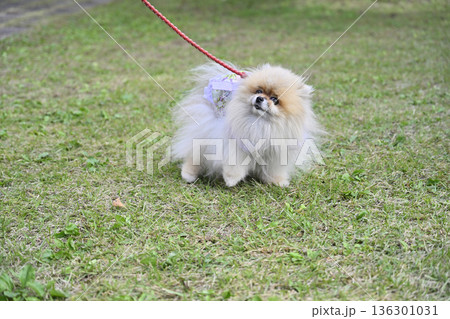 お散歩するポメラニアン 136301031