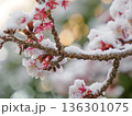 薄寒桜に降り積もる雪 春を待つ静かな瞬間 Snow on Early Cherry Blossoms 136301075