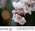 薄寒桜に降り積もる雪 春を待つ静かな瞬間 Snow on Early Cherry Blossoms 136301076
