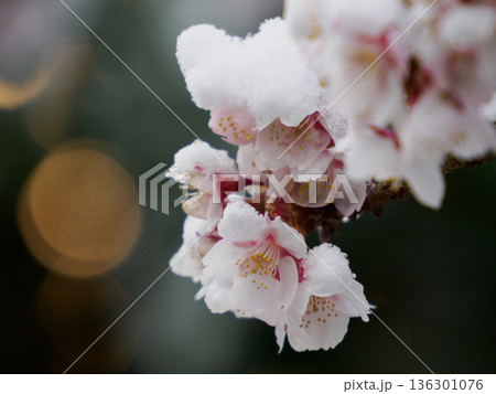 薄寒桜に降り積もる雪 春を待つ静かな瞬間 Snow on Early Cherry Blossoms 薄寒桜に降り積もる雪 春を待つ静かな瞬間 Snow on Early Cherry Blossoms 136301076