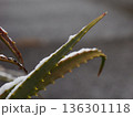 温暖な土地に生きるアロエと雪 Rare Snow on Aloe in a Warm Region 136301118