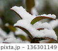 葉の縁に残る雪 冬の静かな線 Snow Tracing the Edge of a Leaf 136301149