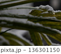 葉の縁に残る雪 冬の静かな線 Snow Tracing the Edge of a Leaf 136301150