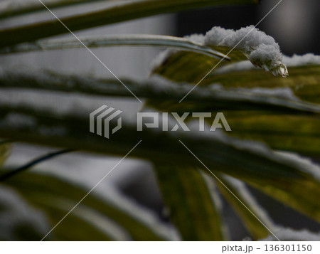 葉の縁に残る雪 冬の静かな線 Snow Tracing the Edge of a Leaf 葉の縁に残る雪 冬の静かな線 Snow Tracing the Edge of a Leaf 136301150