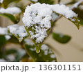 葉の縁に残る雪 冬の静かな線 Snow Tracing the Edge of a Leaf 136301151