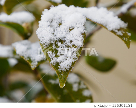 葉の縁に残る雪 冬の静かな線 Snow Tracing the Edge of a Leaf 136301151